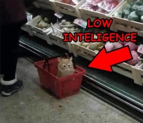 catLowIntelligence