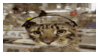 cat boppin stamp